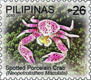 Name:  spotted-porcelain-crab-part-2-slash.jpg
Views: 330
Size:  25.5 KB