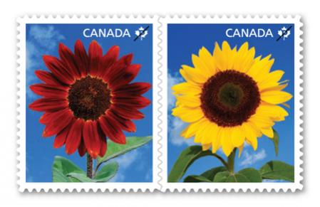 Name:  2011_sunflowers_stamps.jpg
Views: 599
Size:  22.8 KB