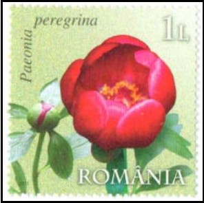 Name:  roma 2011 flower 1v.jpg
Views: 442
Size:  34.8 KB