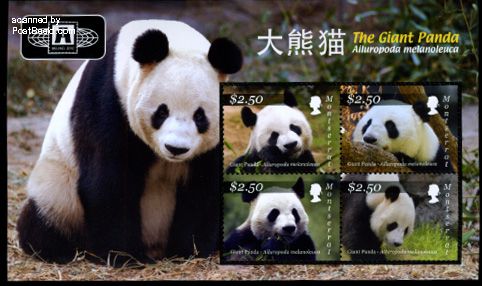 Name:  panda montserrat 2010.jpg
Views: 294
Size:  48.0 KB