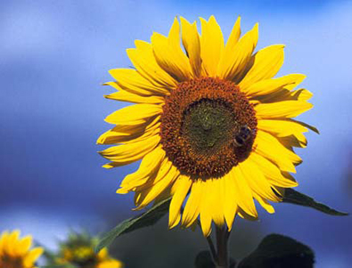 Name:  sunflower.jpg
Views: 23954
Size:  129.5 KB