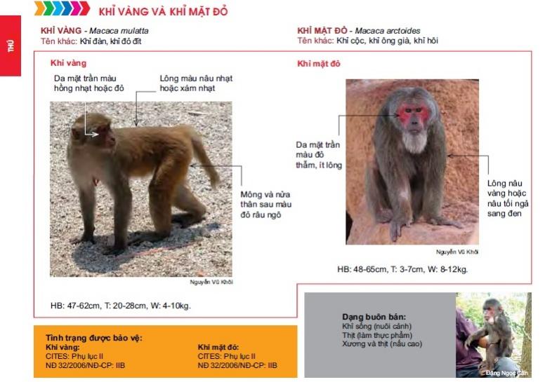 Name:  khỉ vàng và khỉ mặt đỏ.jpg
Views: 2042
Size:  62.2 KB