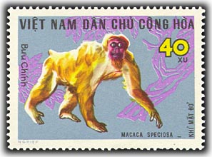 Name:  khỉ mặt đỏ - thurung 1967.jpg
Views: 1580
Size:  29.6 KB