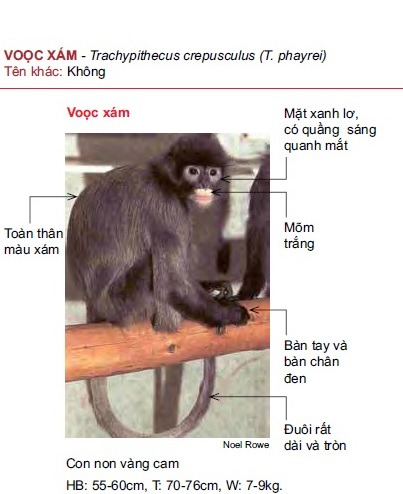 Name:  vooc xam.jpg
Views: 1347
Size:  53.6 KB