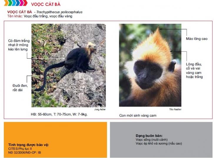 Name:  voo cat ba.jpg
Views: 1337
Size:  58.3 KB