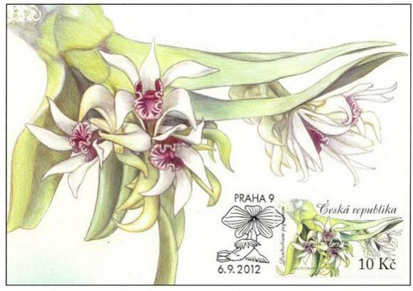 Name:  Czech Republic ORCHIDS 2012-1.jpg
Views: 392
Size:  38.7 KB