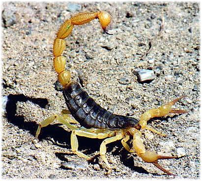 Name:  scorpion.jpg
Views: 19794
Size:  78.1 KB