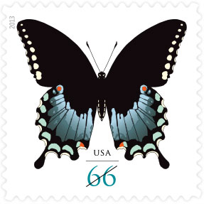 Name:  13-spicebush-swallowtail.jpg
Views: 660
Size:  18.9 KB
