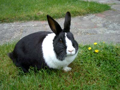 Name:  Dutch%20Rabbit_Owen_Header.jpg
Views: 4301
Size:  61.4 KB