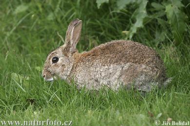Name:  thỏ rừng 2.JPG
Views: 4180
Size:  27.9 KB