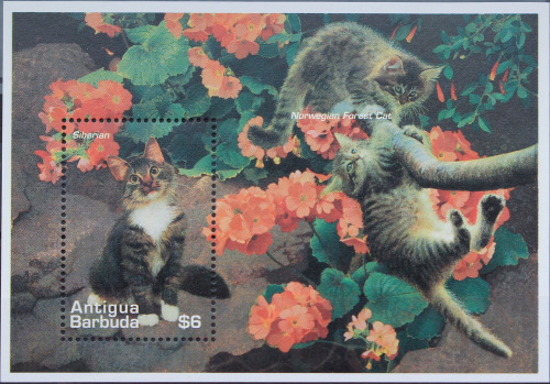 Name:  463-cats antigua barbuda 1995-55k.jpg
Views: 1770
Size:  95.7 KB