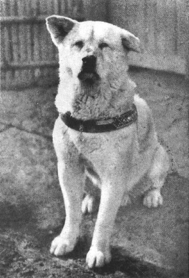 Name:  Hachiko.JPG
Views: 319
Size:  50.8 KB