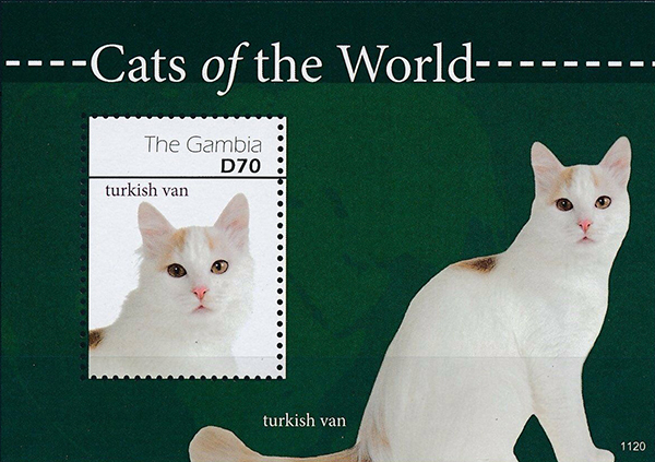 Name:  Turkish Van_Gambia.jpg
Views: 259
Size:  232.0 KB