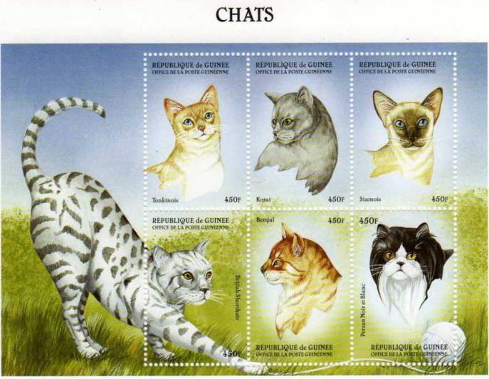 Name:  Cat - Guinee 1999.jpg
Views: 755
Size:  59.4 KB