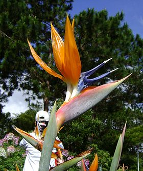 Name:  280px-Bird_of_Heaven_Plant_in_Dalat_City%2C_Vietnam[1].jpg
Views: 1404
Size:  30.2 KB