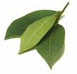 Name:  bay leaf.jpg
Views: 977
Size:  1.9 KB