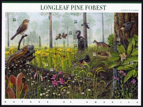 Name:  04-Longleaf Pine Forest.JPEG
Views: 729
Size:  219.7 KB