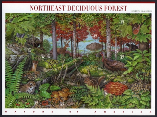 Name:  07-Northeast Deciduous Forest.JPEG
Views: 674
Size:  244.0 KB