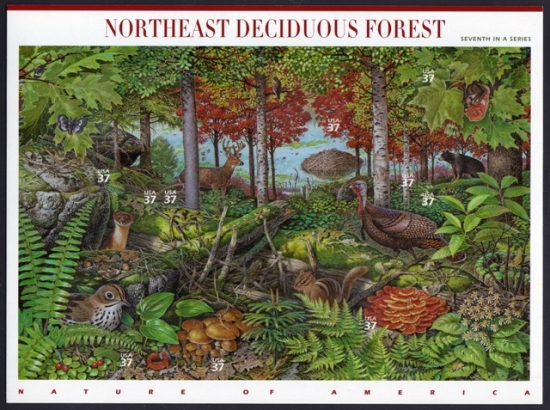 Name:  07-Northeast Deciduous Forest.JPEG
Views: 669
Size:  244.0 KB