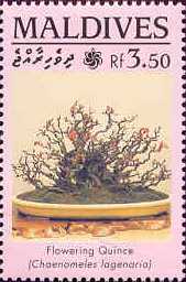 Name:  Maldives1459.jpg
Views: 475
Size:  10.3 KB