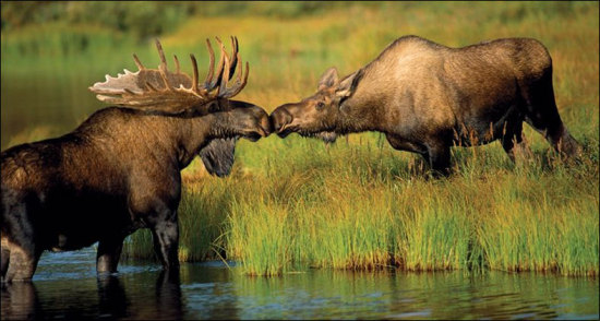 Name:  moosekissing.jpg
Views: 2550
Size:  55.6 KB