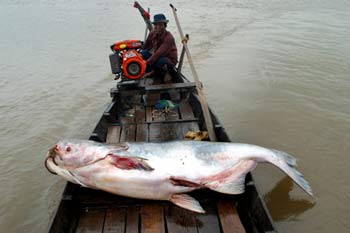 Name:  Mekong-catfish-0707.jpg
Views: 1025
Size:  11.7 KB