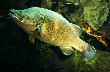 Name:  Murray-cod-0707.jpg
Views: 1001
Size:  11.2 KB