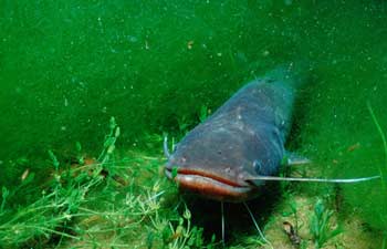 Name:  Wels-catfish-0707.jpg
Views: 1317
Size:  12.2 KB