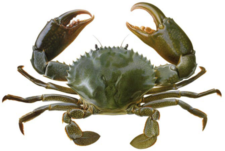 Name:  MudCrabScylla_serrata.jpg
Views: 3372
Size:  119.8 KB