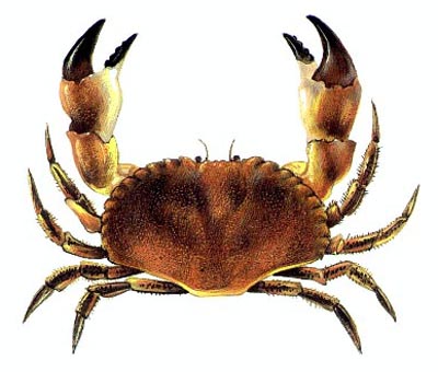 Name:  lithEdblCrab.jpg
Views: 3271
Size:  35.8 KB