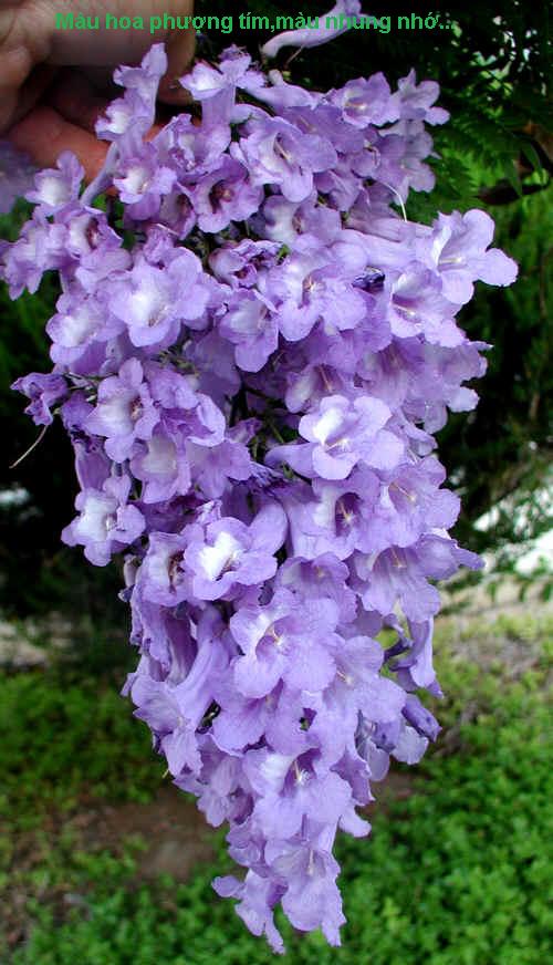 Name:  Jacaranda_mimosifolia3.jpg
Views: 880
Size:  70.6 KB