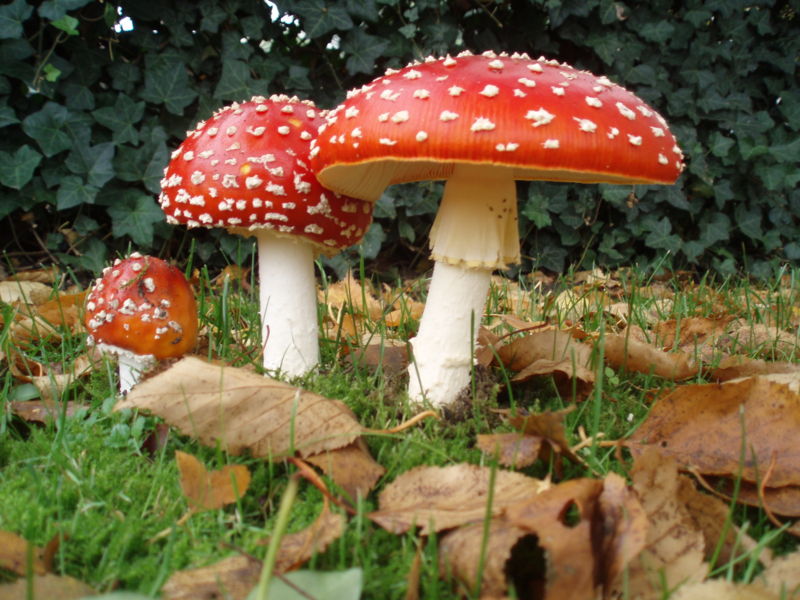 Name:  703065548-Fly_Agaric.jpg
Views: 4628
Size:  105.4 KB