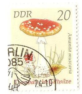 Name:  Amanita_muscaria_DDR.jpg
Views: 2128
Size:  18.7 KB