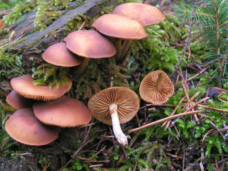 Name:  galerina_marginata.jpg
Views: 2149
Size:  166.2 KB