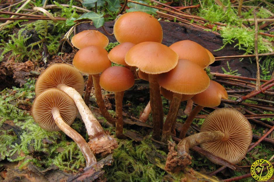 Name:  galerina_marginata_jml_081117046_8200093a.jpg
Views: 2496
Size:  152.5 KB