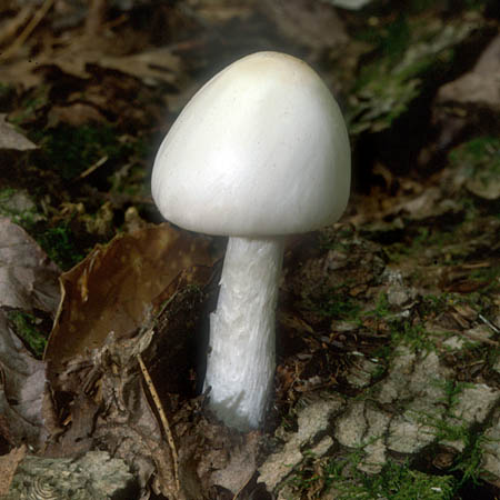 Name:  Amanita_virosa(mgw-01-NH).jpg
Views: 14453
Size:  64.5 KB