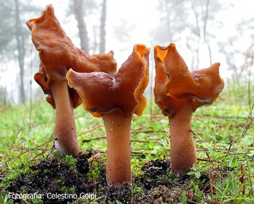 Name:  Gyromitra-infula01.jpg
Views: 2181
Size:  36.4 KB