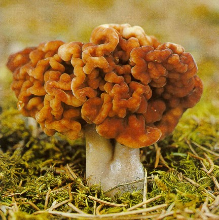 Name:  Gyromitra.jpg
Views: 1819
Size:  78.8 KB