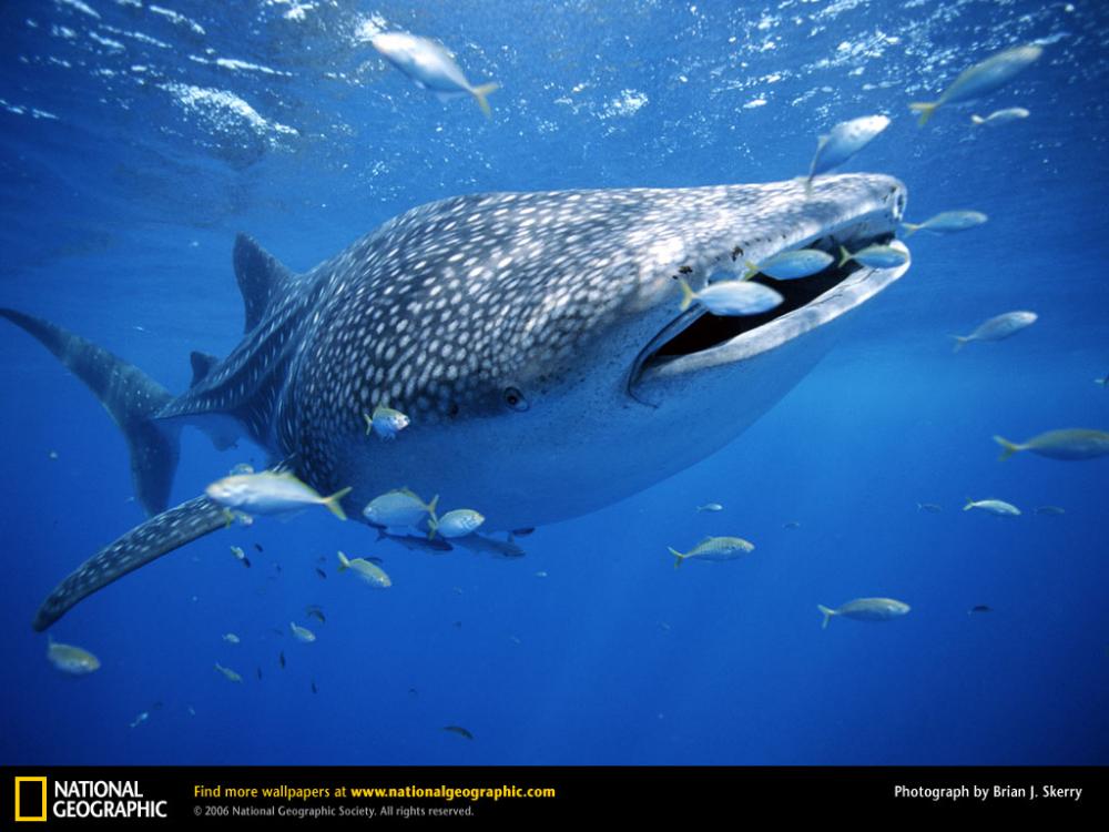 Name:  whale-shark-with-fish.jpg
Views: 1386
Size:  80.1 KB