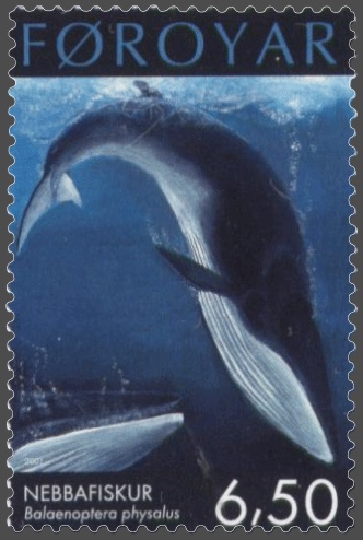 Name:  Faroe_stamp_401_fin_whale_%28Balaenoptera_physalus%29.jpg
Views: 1449
Size:  58.8 KB