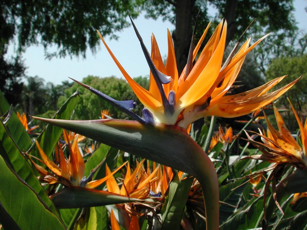 Name:  Strelitzia%20reginae%20BIRD%20OF%20PARADISE%20to5ft%20.jpg
Views: 3517
Size:  118.1 KB