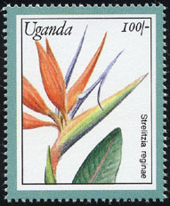 Name:  Strelitzia_reginae_s.jpg
Views: 3192
Size:  17.7 KB