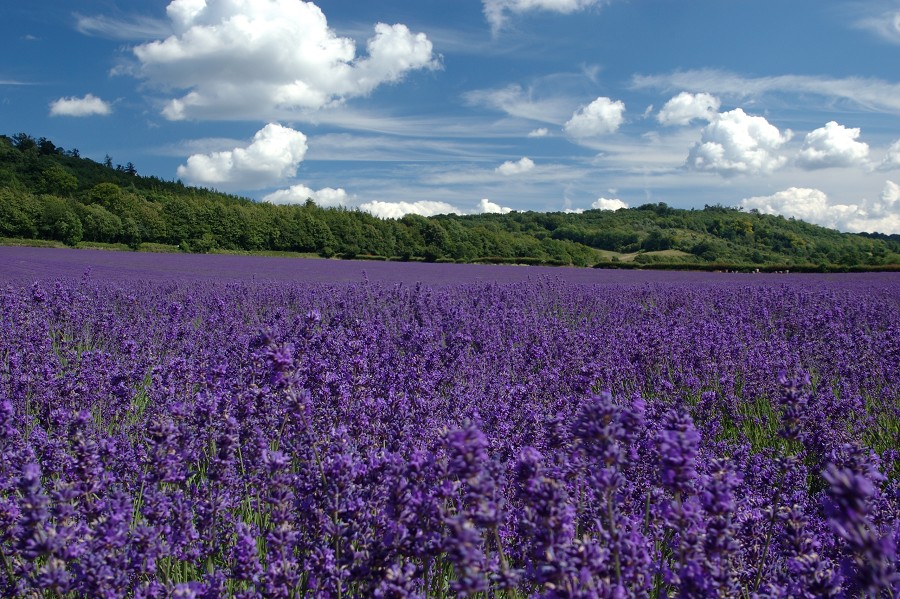 Name:  lavender%20field.jpg
Views: 3831
Size:  218.5 KB