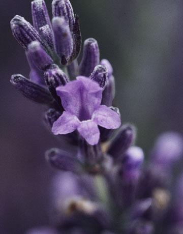 Name:  lavender-blossom-0908-de-22492695.jpg
Views: 6501
Size:  24.1 KB