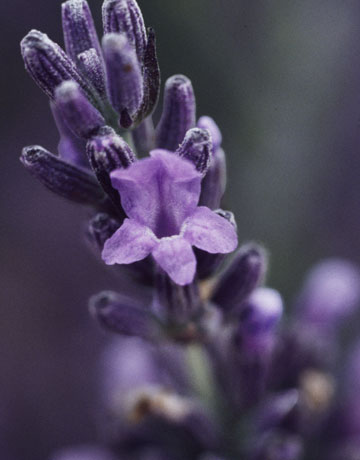 Name:  lavender-blossom-0908-de-22492695.jpg
Views: 6499
Size:  24.1 KB