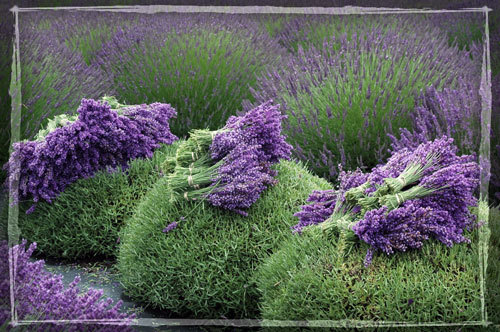 Name:  lavender-harvest.jpg
Views: 4372
Size:  81.6 KB