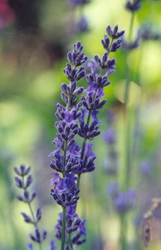 Name:  lavender_t.jpg
Views: 3477
Size:  31.2 KB