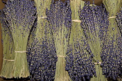 Name:  dried-lavender_12118.jpg
Views: 2727
Size:  68.0 KB