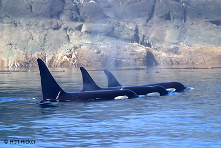 Name:  orcas_2.jpg
Views: 1441
Size:  47.2 KB