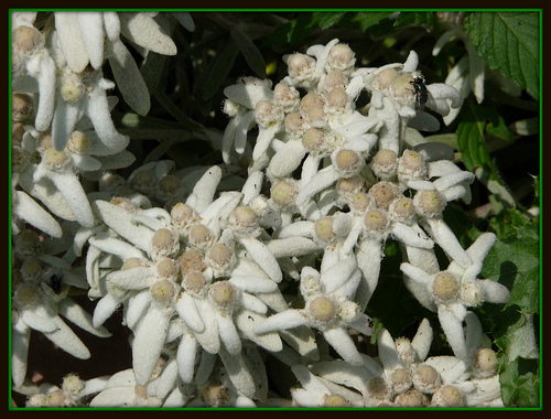 Name:  Edelweiss flower.jpg
Views: 2496
Size:  127.1 KB